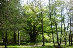 Le (très) Vieil arbre…