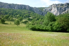 Les prairies