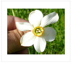 fleur